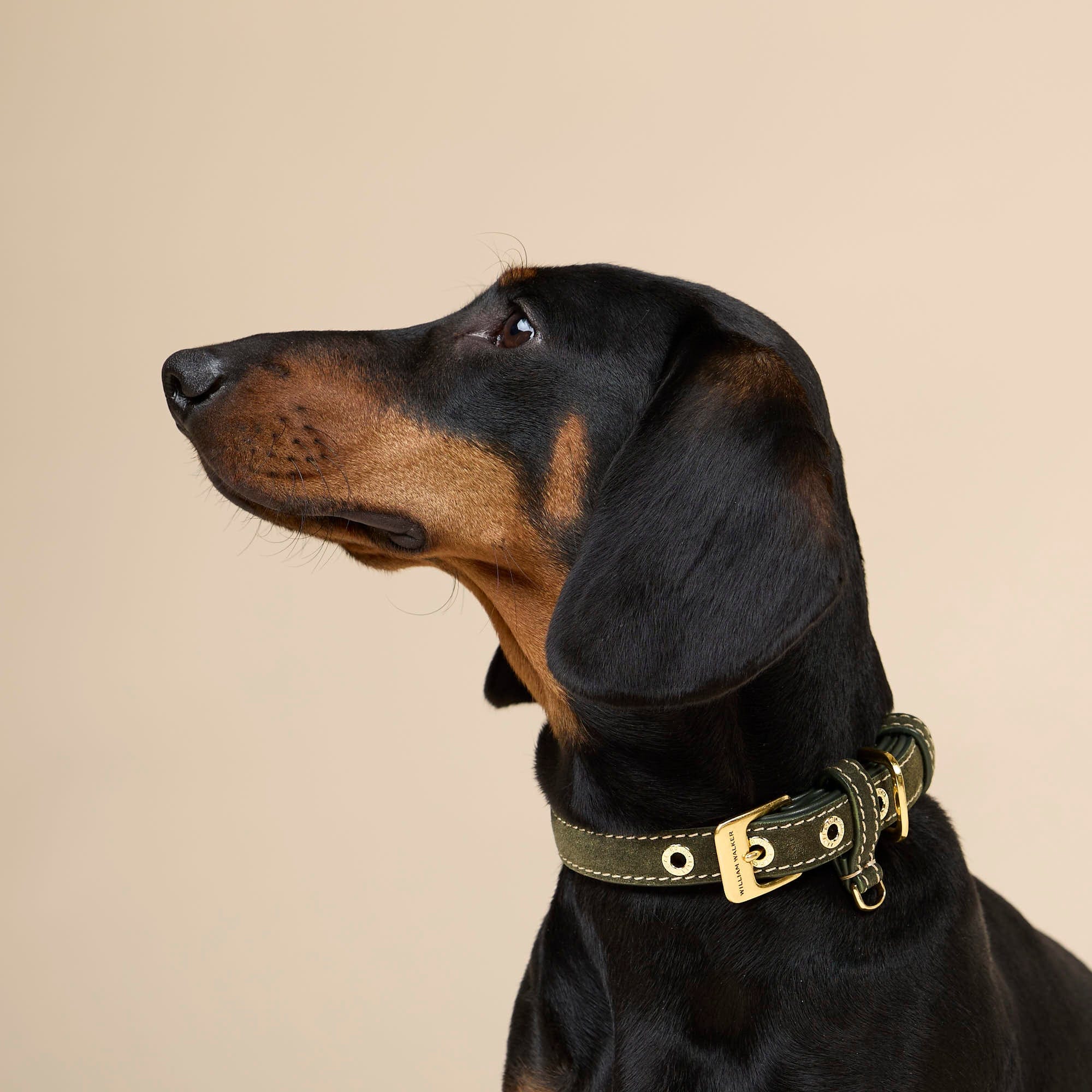 Collar de perro de ante Forest (verde) - Imagen 6