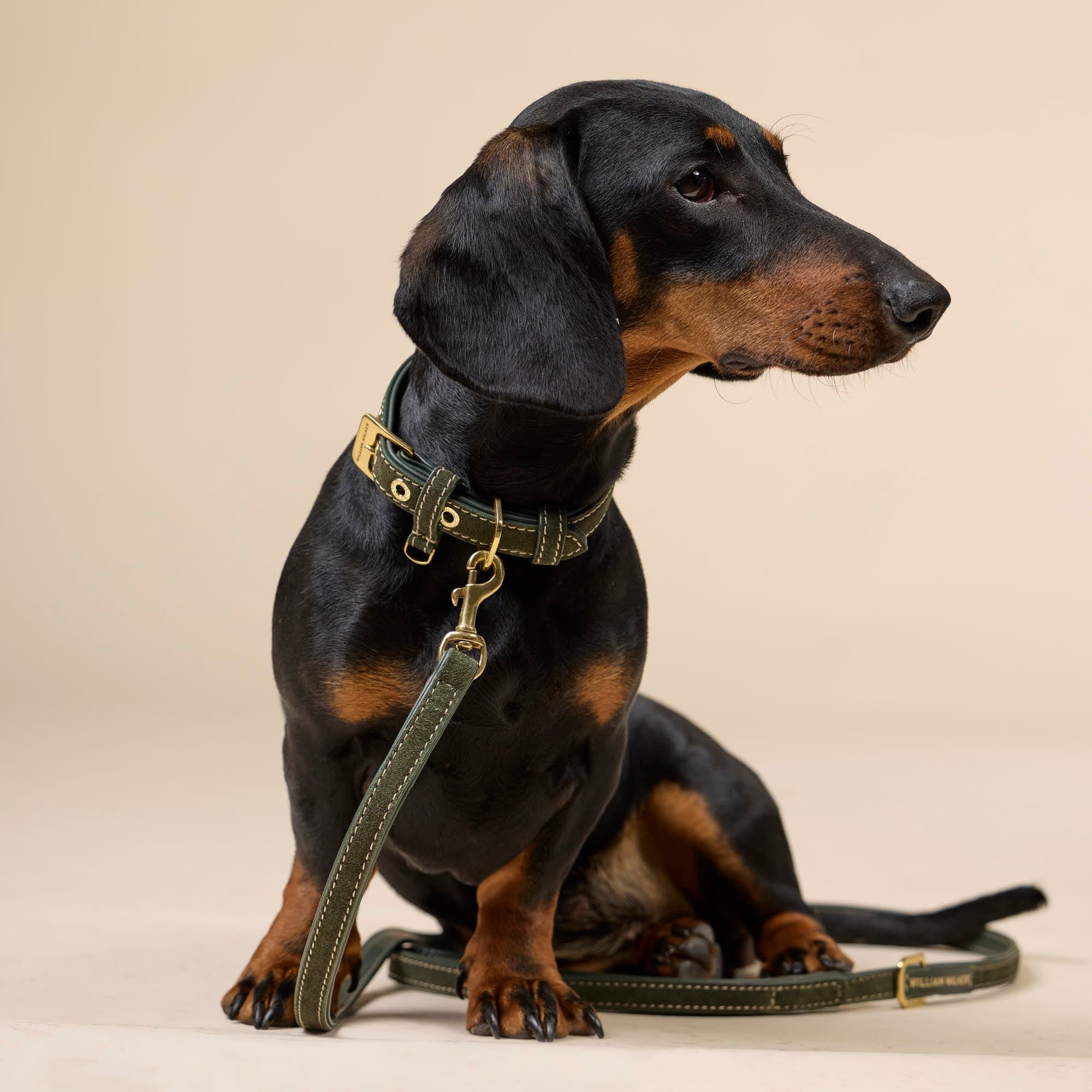 Collar de perro de ante Forest (verde) - Imagen 5