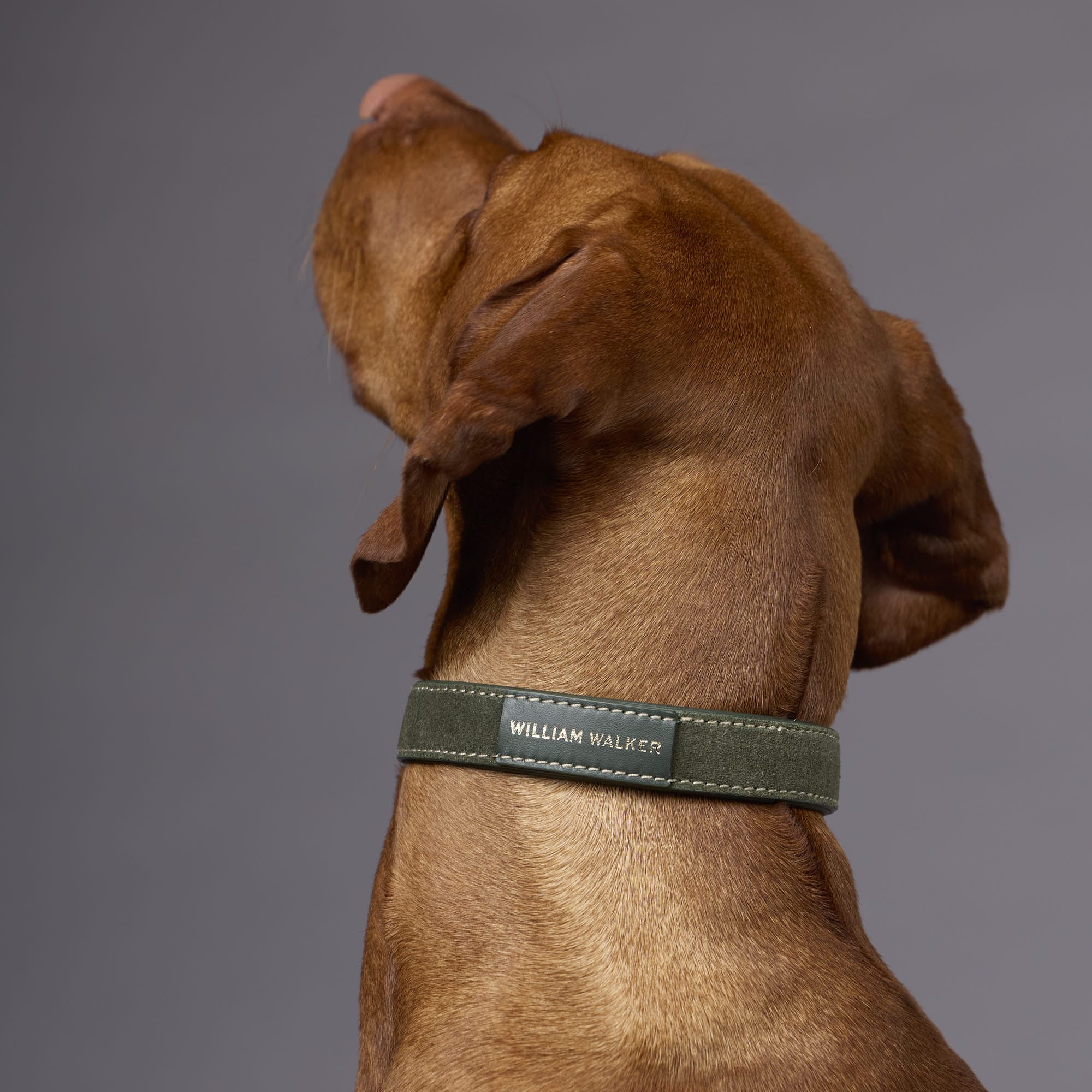 Collar de perro de ante Forest (verde) - Imagen 8