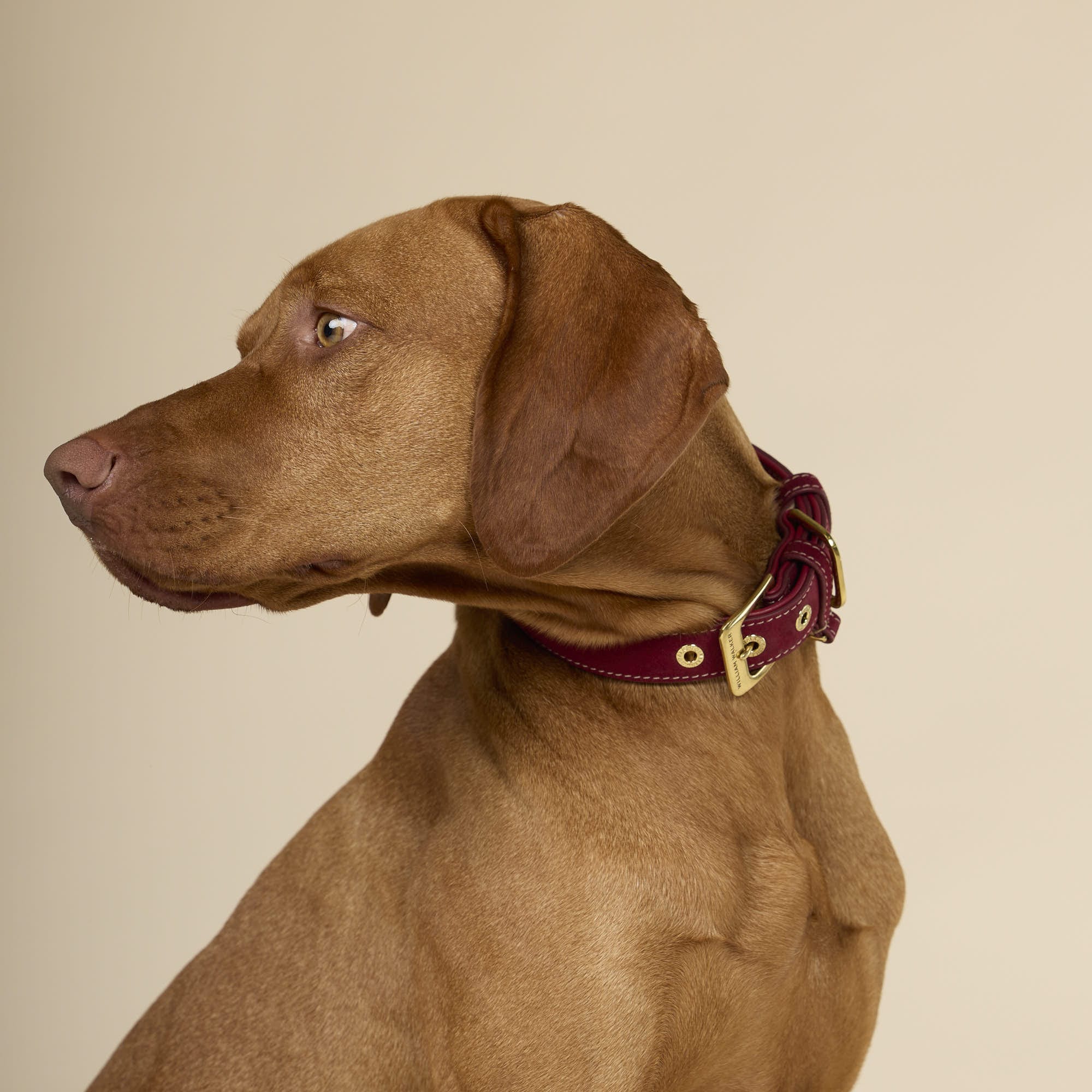 Collar para perro Lambrusco de ante (rojo burdeos) - Imagen 7